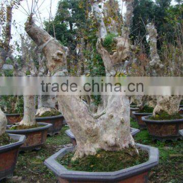 Lagerstroemia Indica L. Bonsai