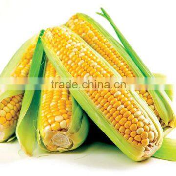 canned sweet corn factory supplying high quality