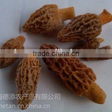 Best Price for Morchella Esculenta photo-6
