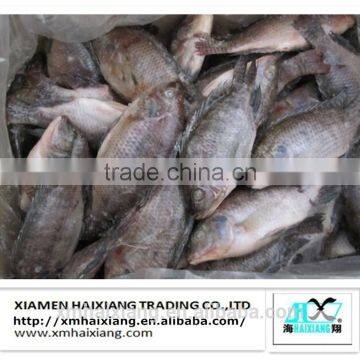 Frozen Black Tilapia Fish Export