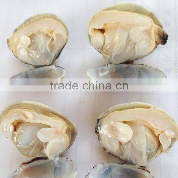 Frozen Cooked Short Necked Clam With Favorable Price photo-2