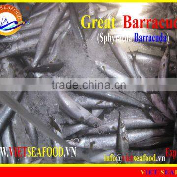 WHOLE ROUND FROZEN BARRACUDA FISH