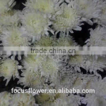 Hotsale White Chysanthemum Plant Single Head Flower Wholesale