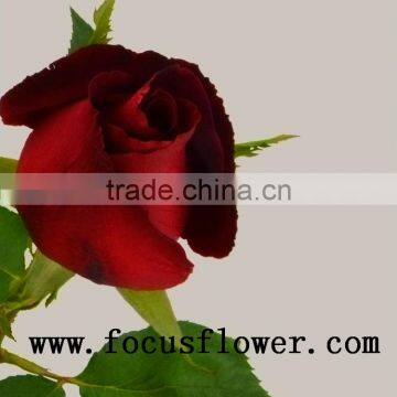 Fragrant Aroma Crazy Selling Fresh Cut Roses Fresh Cut Marigold Roses Carola for Wedding Decoration From Kunming photo-4