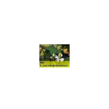 Houttuynia Extract