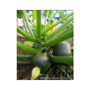Early Maturity Green Peel Excellent Shining Zucchini Seed Round Green F1 Hybrid Squash/zucchini Seeds No.80 photo-2