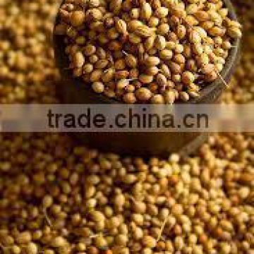 High quality Coriander hike exporters