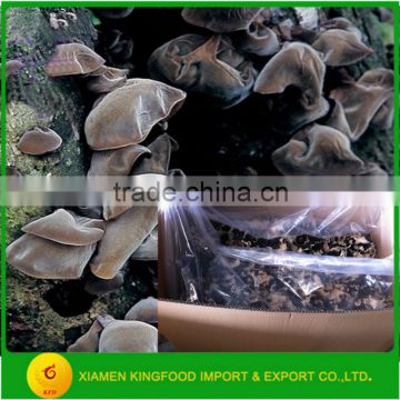 Best Seasoned Dried Black Fungus Mushroom in Stock