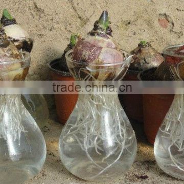 glass flower pot hydroponices flower pot hyacinth planting pot glass bottles