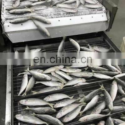 Land Frozen Small Eye Horse Mackerel Fish