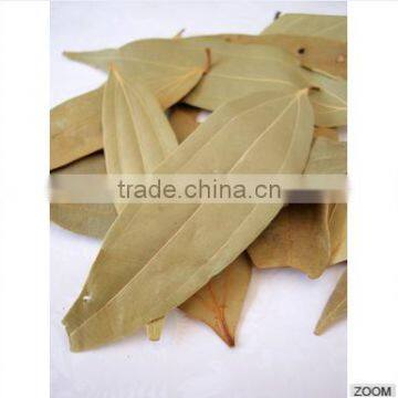 Cinnamomum Tamala photo-2