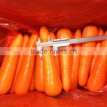 fresh carrot exporter professional carrot exporter from China