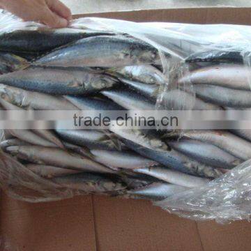 frozen mackerel for bait