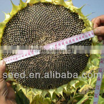 planting hybrid sunflower seed