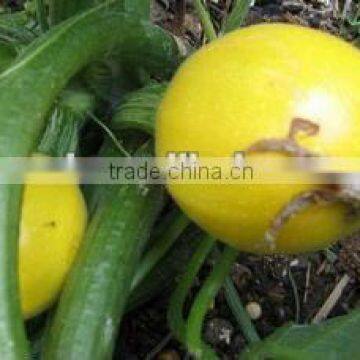 LY 2 yellow Tropical vegetable summer squash seeds