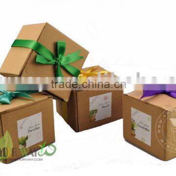 Mini flower(degradable pot).Mini plant