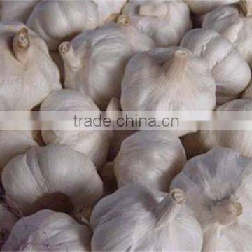 2015 chinese fresh garlic, 20 years professional experience