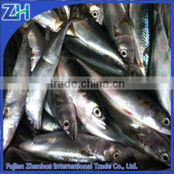 frozen pacific mackerel, China mackerel brine freezing