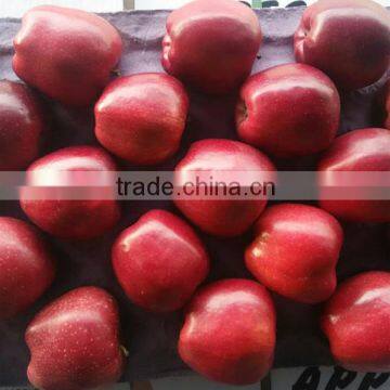 Fresh Apple Fresh Fruit Huaniu Apple