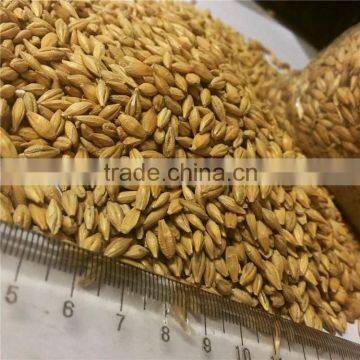 Ukraine Barley ,barley Seeds Have Good Quality and Price photo-2