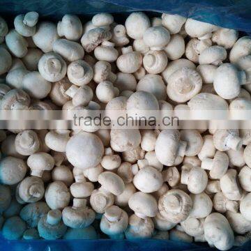 IQF Frozen white mushroom / frozen champignon