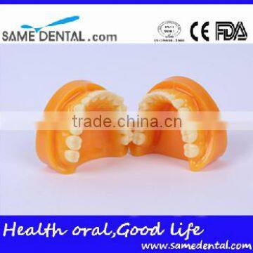 Double-Color Dentition Model School Education Teaching Model