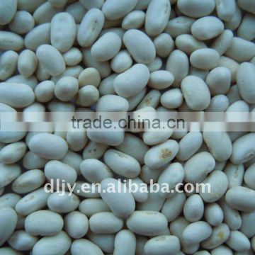 Japanese Type white Kidney Bean Crop 2011