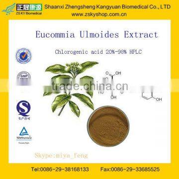 GMP Supply Eucommia Ulmoides Extract