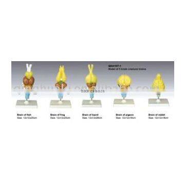 Models of brains of vertebrates