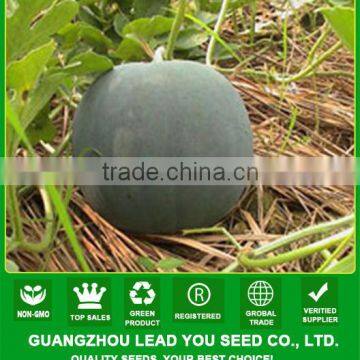 W25 Dayu no.4 deep green hybrid seedless watermelon seeds, yellow inside flesh, 7-8kgs in weight, 12% brix