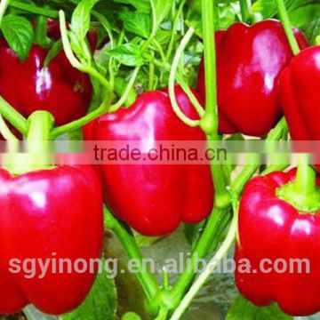 Good commodity strong fruit setting sweet pepper seeds Anne F1