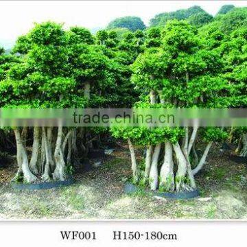 Ficus Big Tree/ficus/ficus
