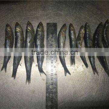 Sea Frozen Whole Anchovy photo-4