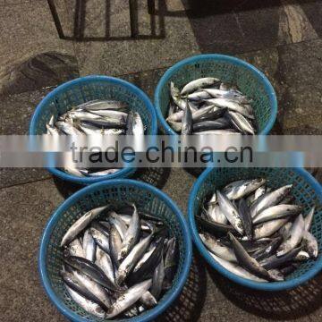 80-150g Frozen Pacific Mackerel for Canning photo-2