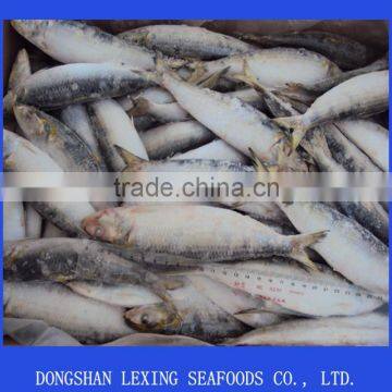 frozen whole round sardine for tuna bait