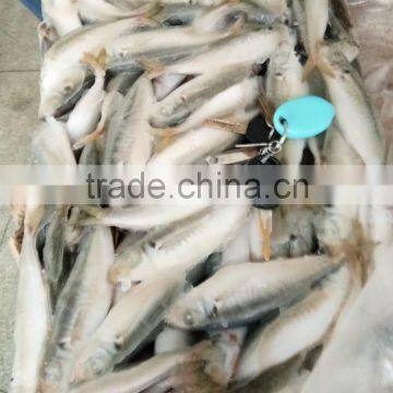 BQF 120/140 Frozen Round Scad/frozen Horse Mackerel photo-2