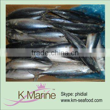 Land frozen mackerel(scomber japonicus) whole round