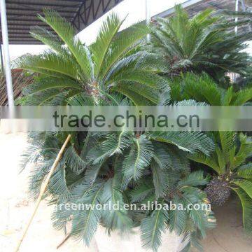 group cycas multi-trunks