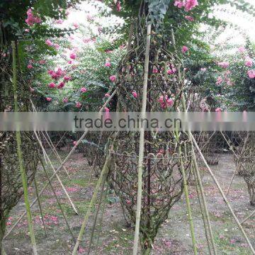 lagerstroemia indica formed shape plants