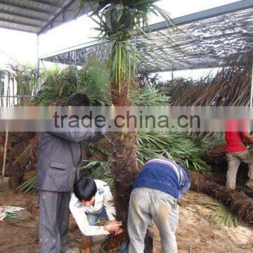 trachycarpus fortunei outdoor palm tree