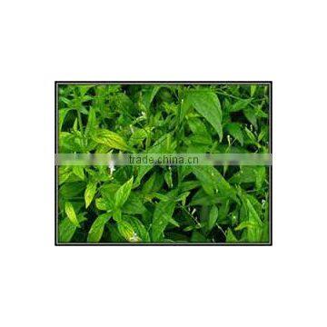 Kalmegh Dry Extract photo-4