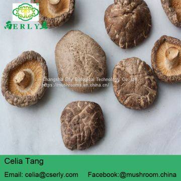 Shiitake Mushroom photo-2