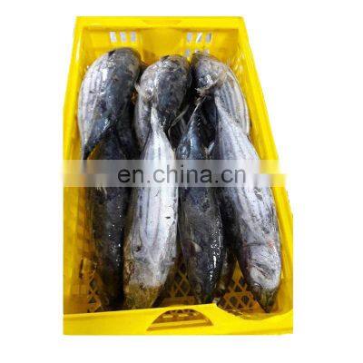 IQF WR Chinese Frozen Skipjack Tuna Fish Price for Export photo-3