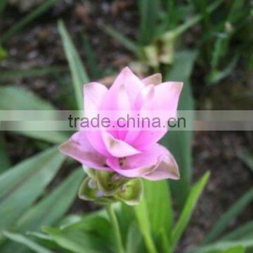 Quality Curcuma alismatifolia fresh flower cut