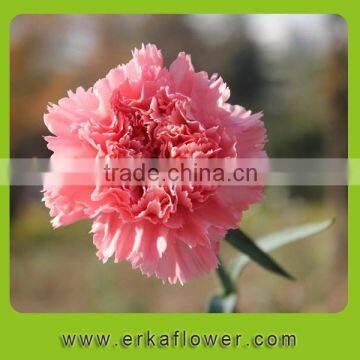Wide Varieties Good Smell Carnation Bouquet for Wedding Bride photo-6