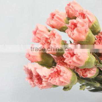 Elegant in Smell New Coming Carnation Flower Small Carnation Flowers photo-2