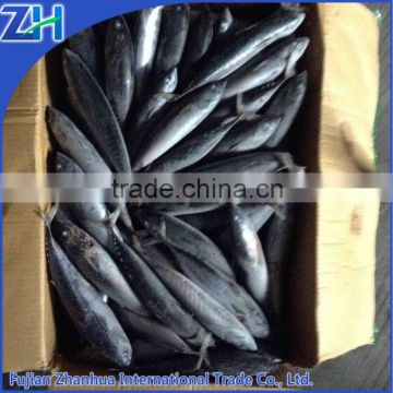 frozen bonito tuna fish with good prices in China for sale