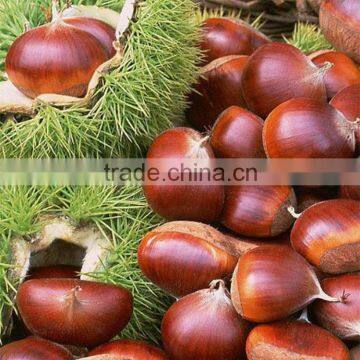2016 Chinese Organic Fresh Raw Sweet Chestnuts for Sale photo-3