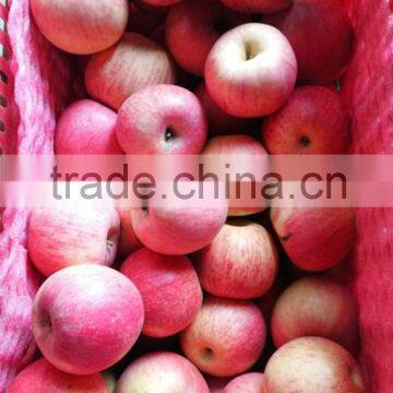 China Gansu qinguan apple fuji, huaniu, gala, golden, qingguan, red star apples