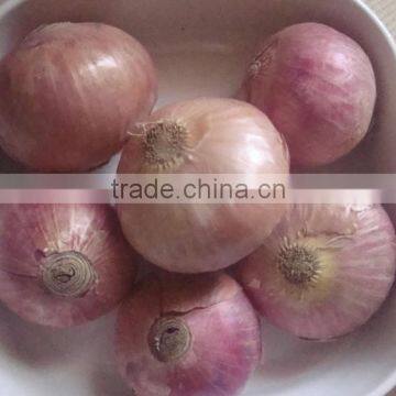 Fresh Red Onion